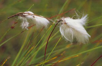 Blawhorn Moss National Nature Reserve