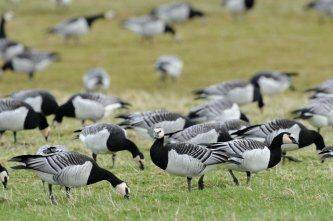 Caerlaverock National Nature Reserve