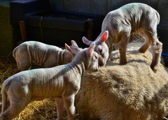 Coombes Farm Experience