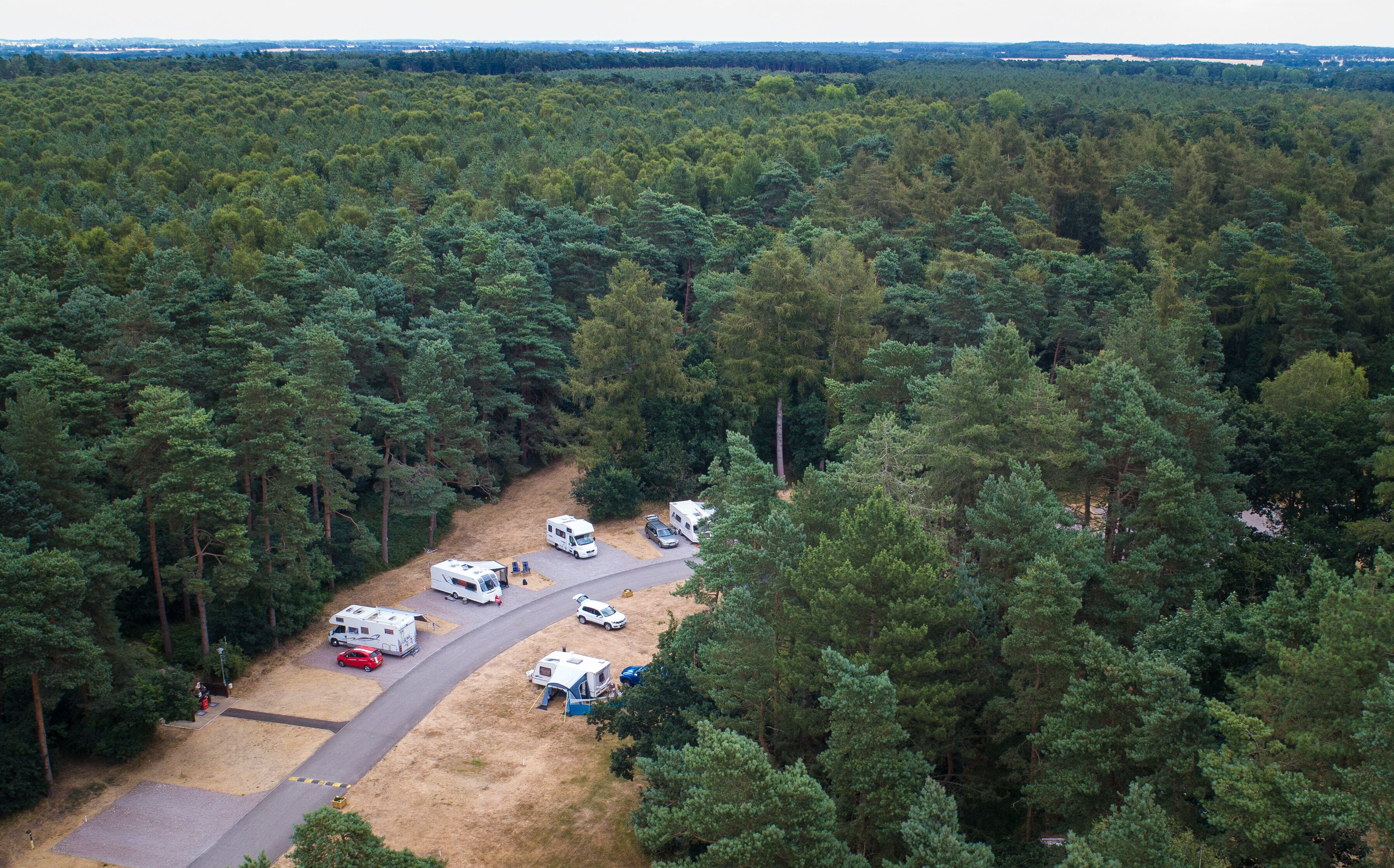 Thetford Forest