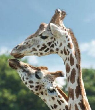 West Midland Safari Park